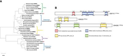 The first apicoplast tRNA thiouridylase plays a vital role in the growth of Toxoplasma gondii